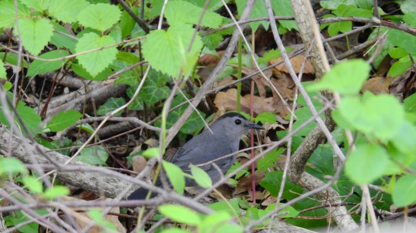 Gray Catbird