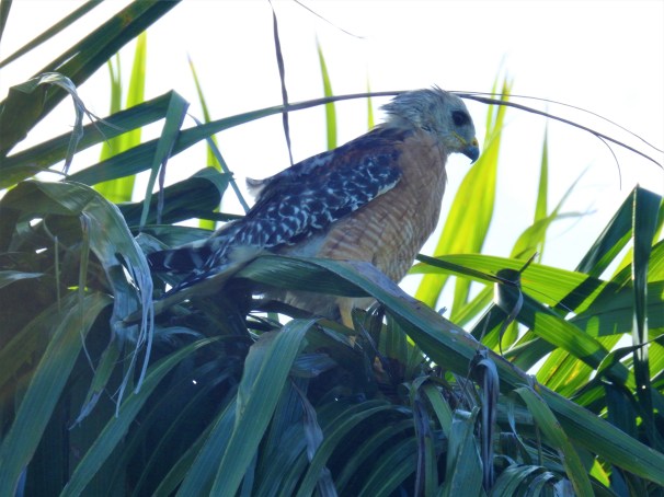 Red-shouldered Hawk in palm tree.