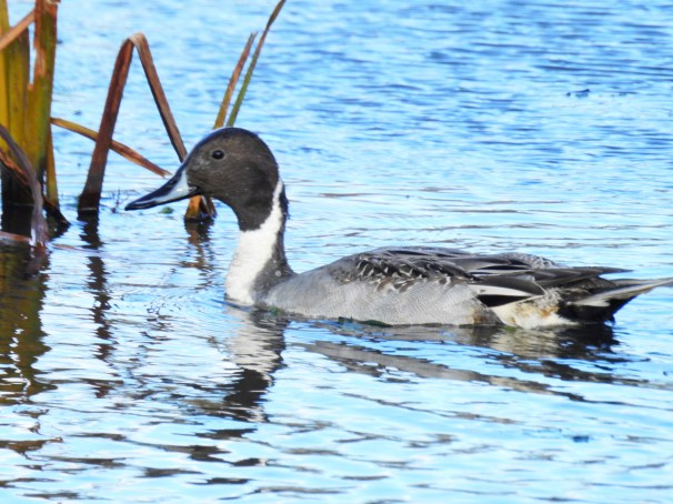 Northern Pintail