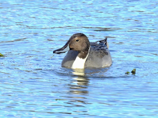 Northern Pintail