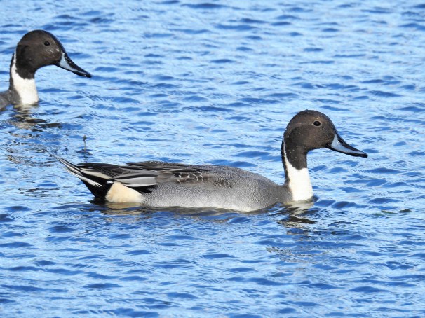 Northern Pintail