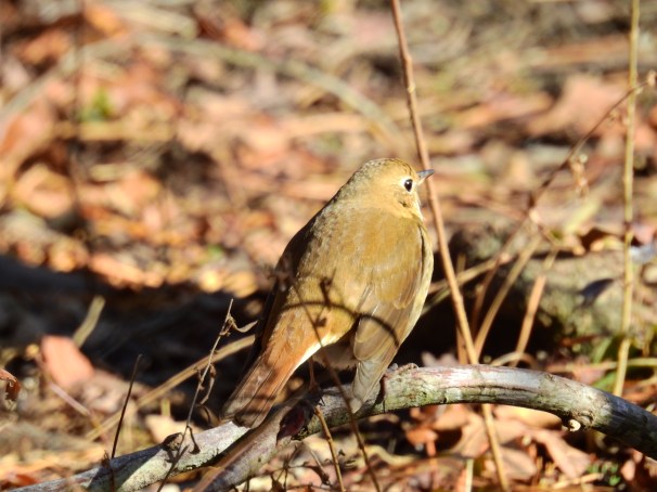 Hermit Thrush