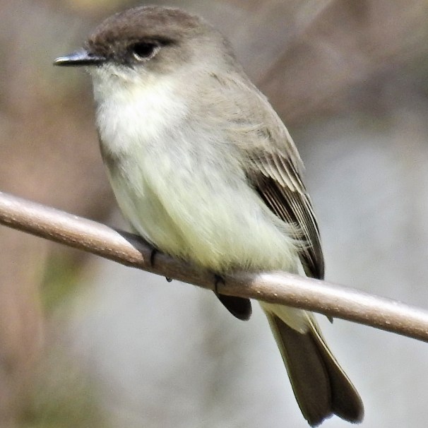 Eastern Phoebe 