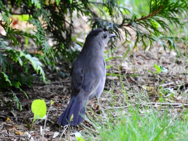 Gray Catbird 