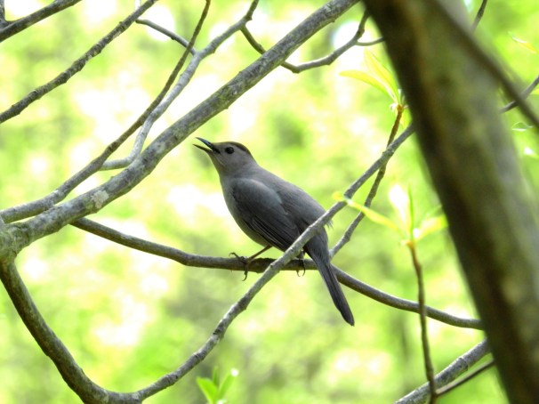 Gray Catbird