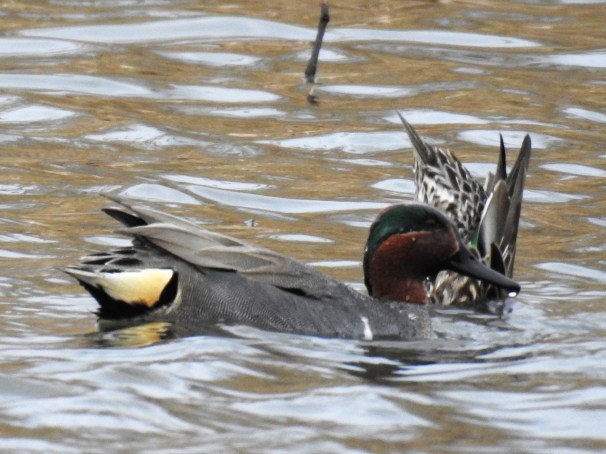 Green-winged Teal