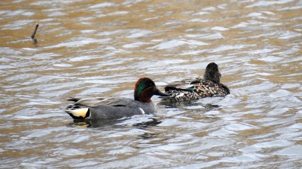 Green-winged Teals (Male and Female)
