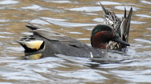 Green-winged Teal