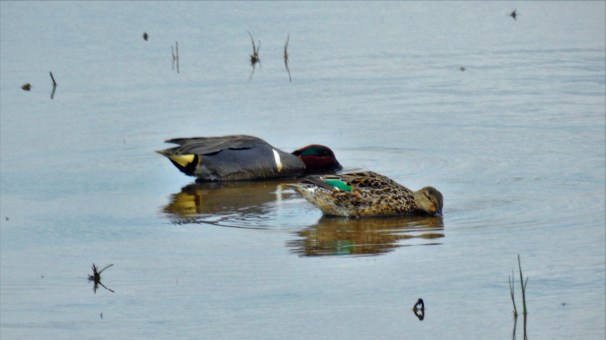 Green-winged Teals