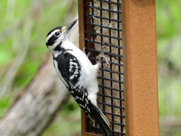 Hairy Woodpecker (Female)