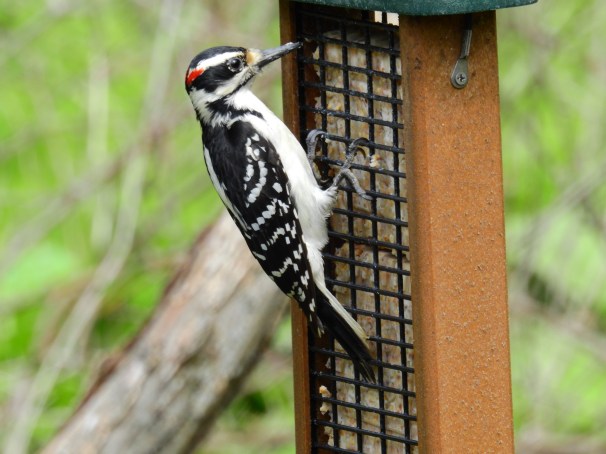 Hairy Woodpecker (male)