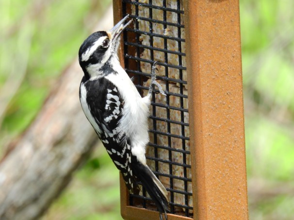 Hairy Woodpecker