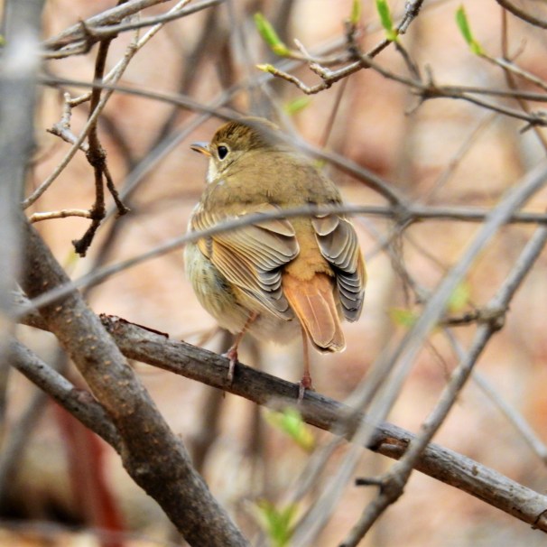 Hermit Thrush (2)