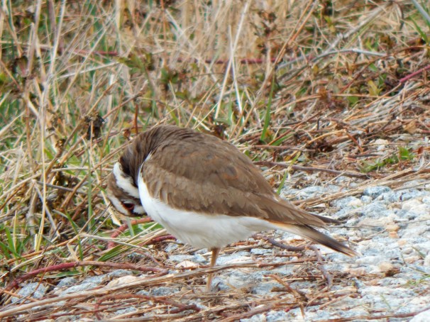 Killdeer