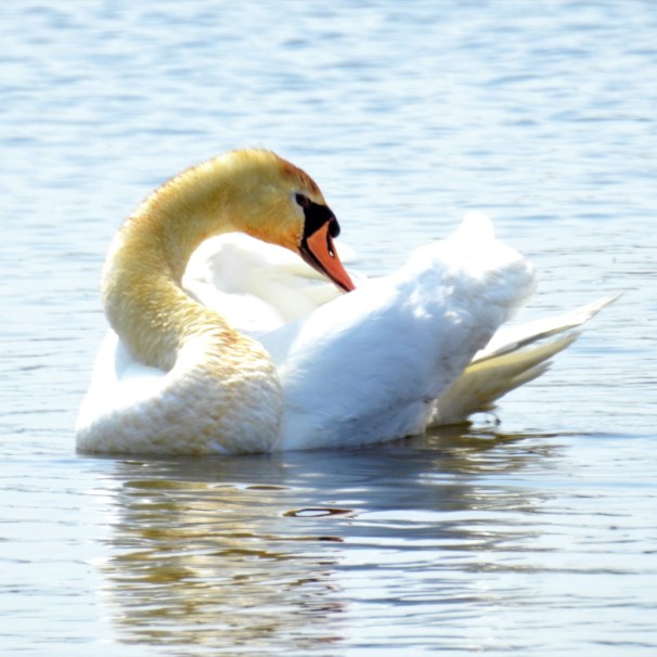 Mute Swan