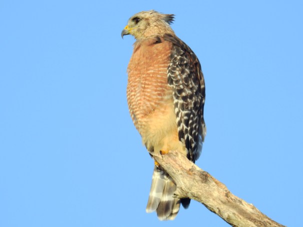 Red-shouldered Hawk