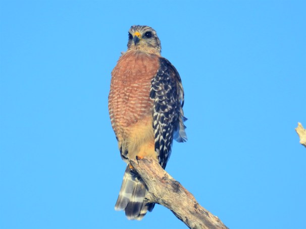 Red-shouldered Hawk