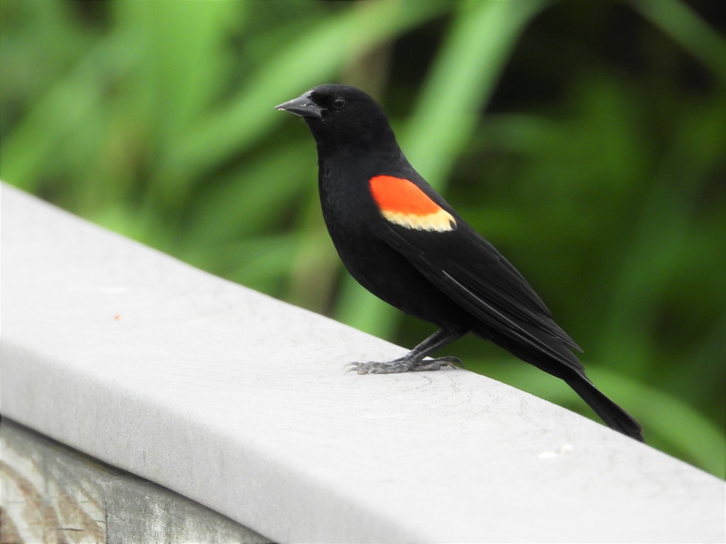 Red-winged Blackbird in Pennsylvania
