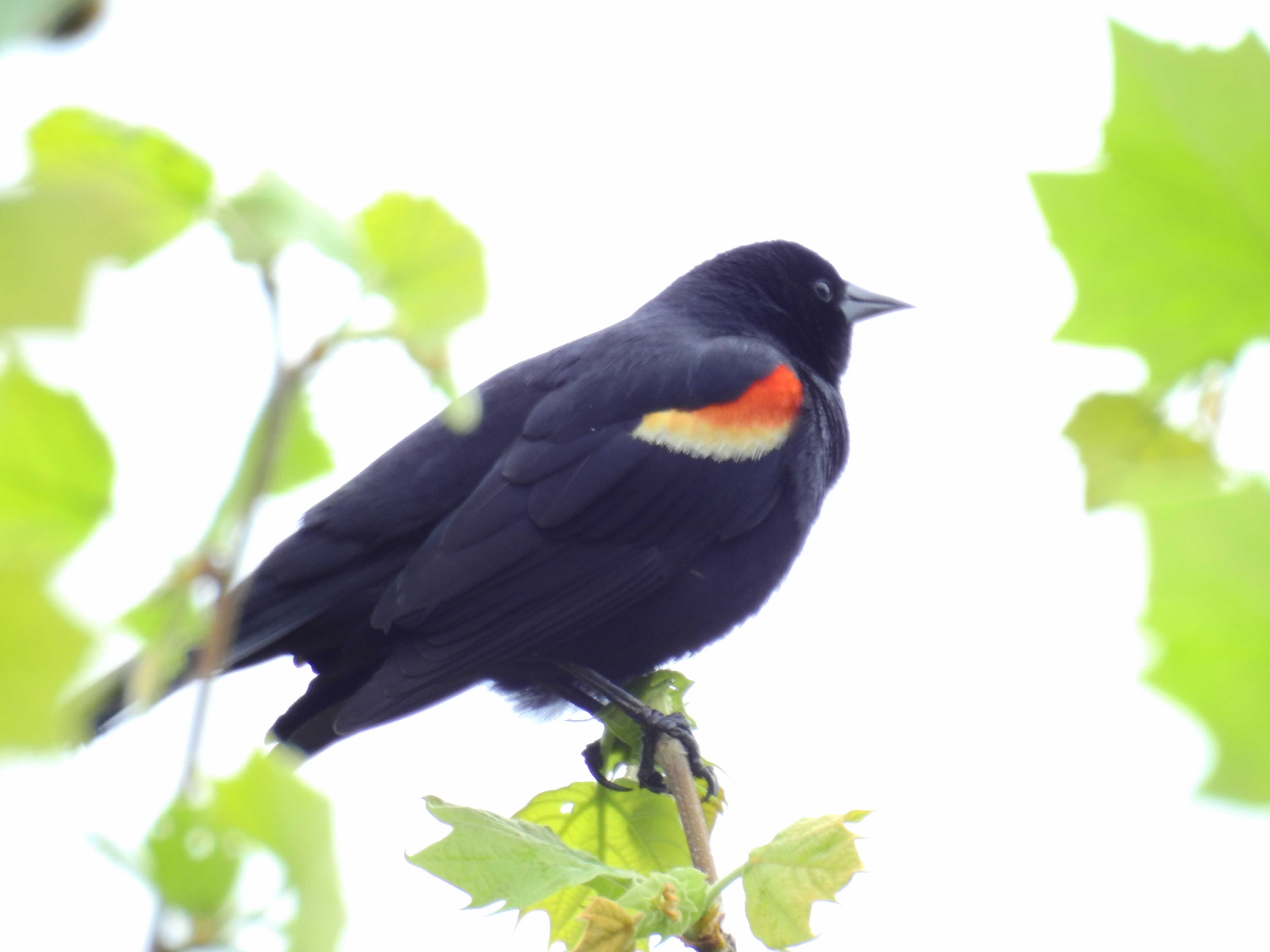 Red-winged Blackbird