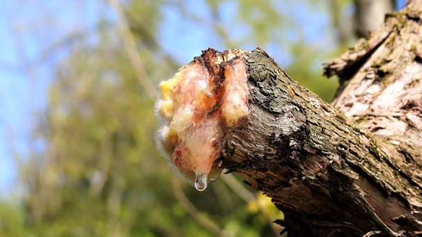 Tree Sap