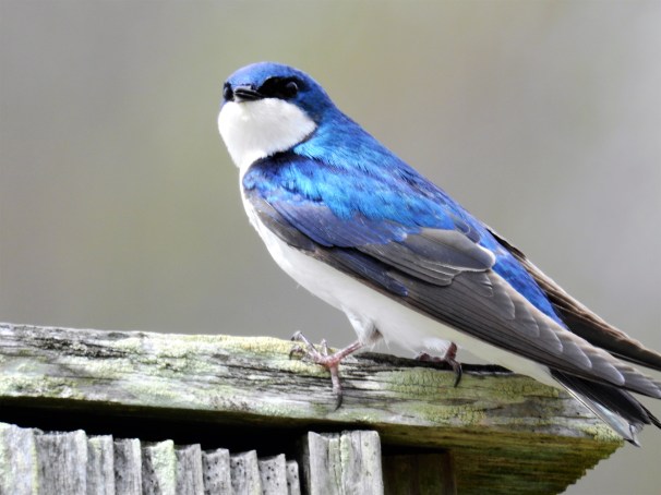 Tree Swallow
