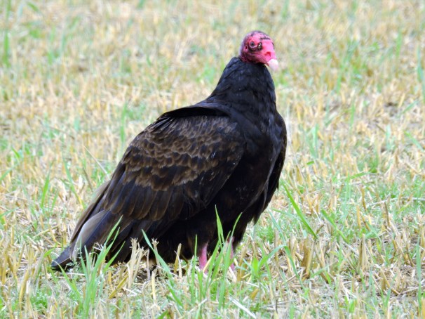 Turkey Vulture (2)