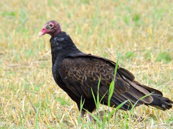 Turkey Vulture