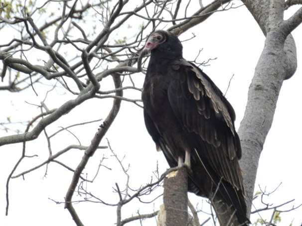 Turkey Vulture