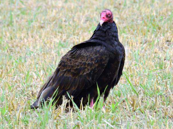 Turkey Vulture