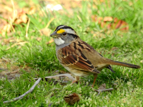 White-throated Sparrow White Stripe Form