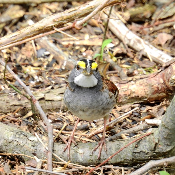 White-throated Sparrow [White Striped Form]