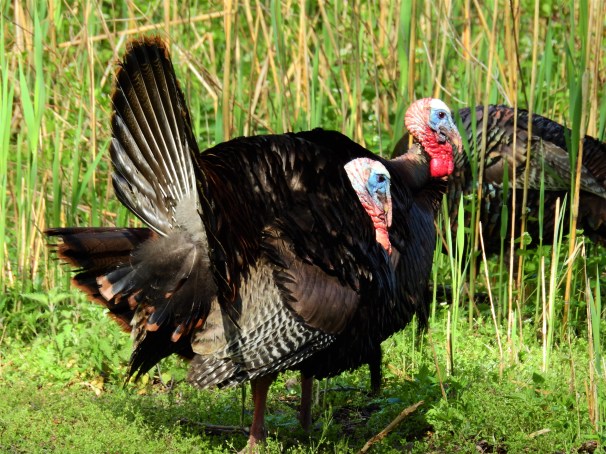 Wild Turkeys