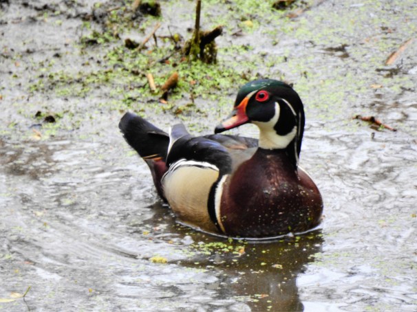 Wood Duck (Male)