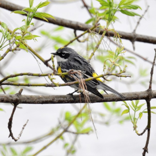 Yellow-rumped Warbler