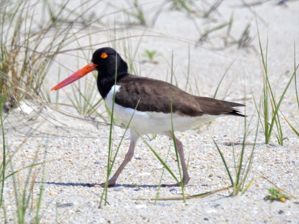 American Oystercatcher