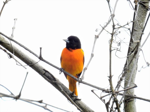 Baltimore Oriole