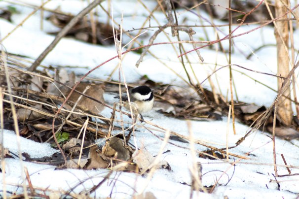 Black-capped Chickadee