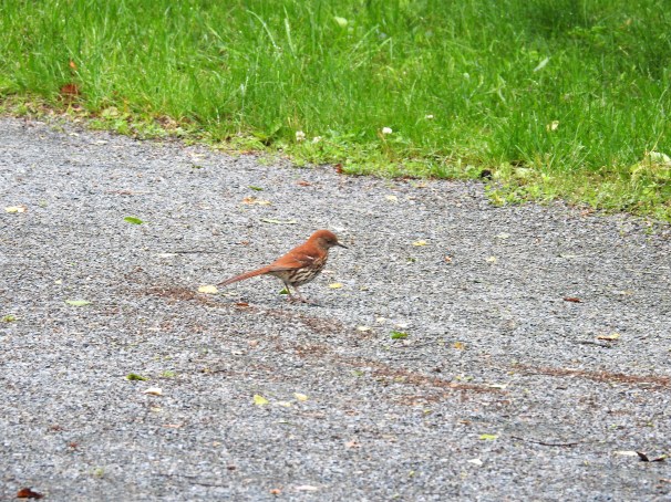 Brown Thrasher