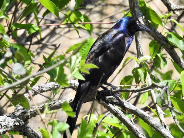 Common Grackle