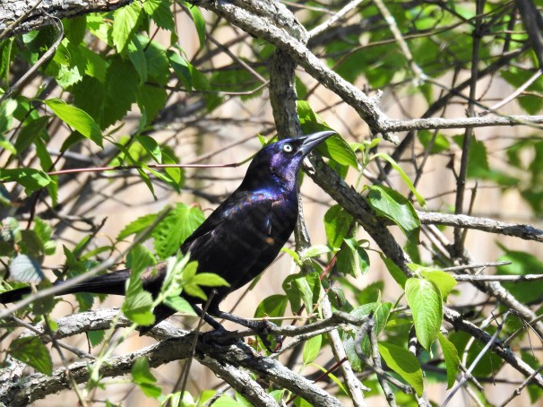 Common Grackle