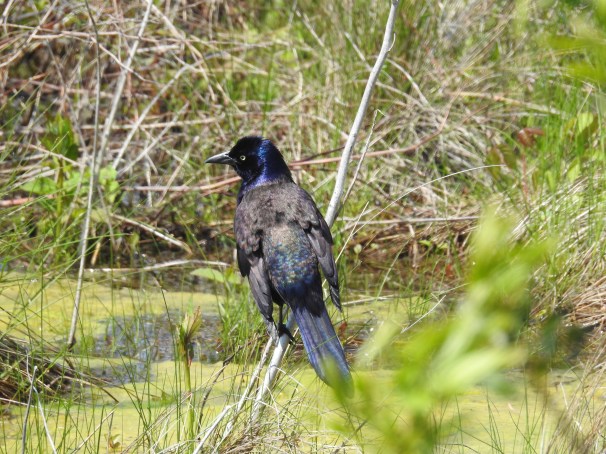 Common Grackle