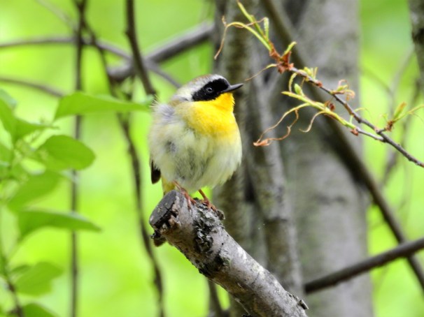 Common Yellowthroat