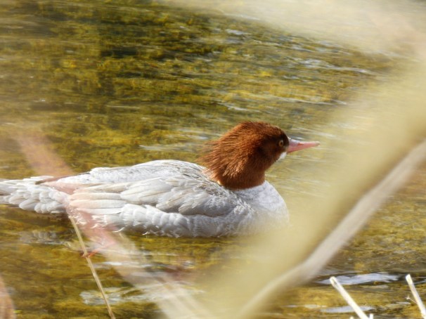 Female Common Merganser