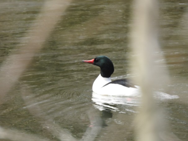 Common Merganser (Male)