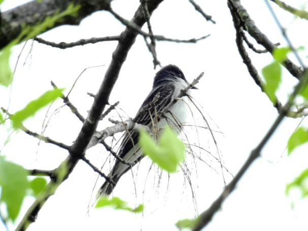 Eastern Kingbird