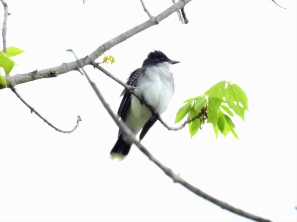 Eastern Kingbird