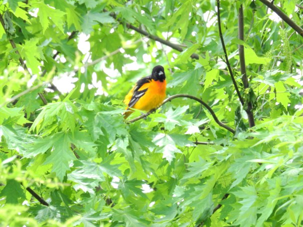 Baltimore Oriole
