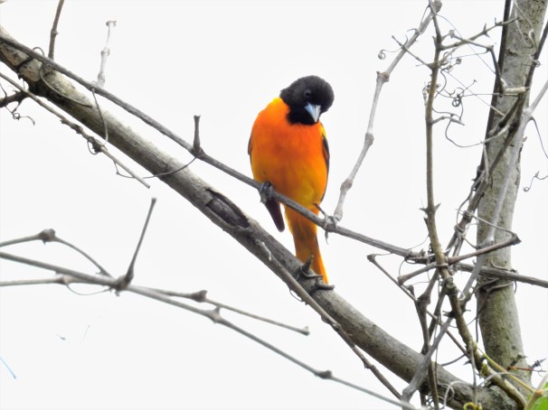 Baltimore Oriole