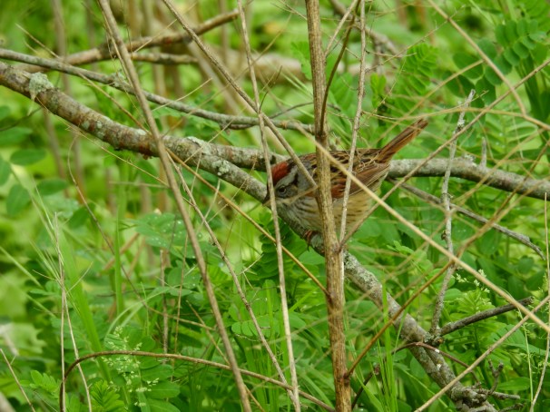 Swamp Sparrow