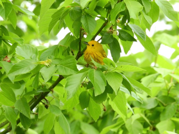Yellow Warbler